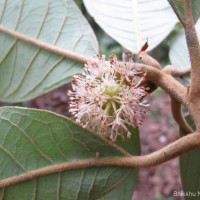 Litsea quinqueflora (Dennst.) C.R.Suresh